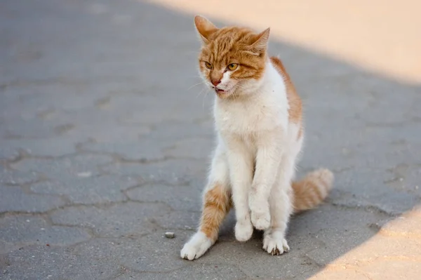 多愁善感的街头猫准备进攻 — 图库照片