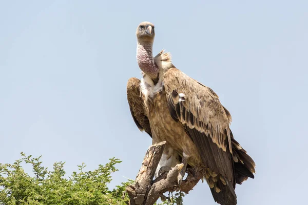 Een Oude Wereld Gier Die Hoog Een Gehakte Boomtop Staat — Stockfoto