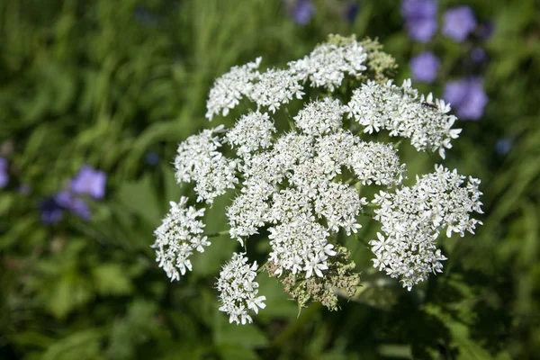 Wildblume Einem Alpinen Feld Alaska — Stockfoto