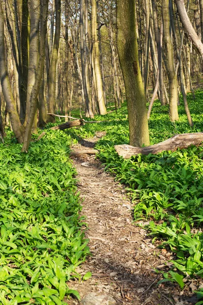 forest path,nature for recreation and hiking