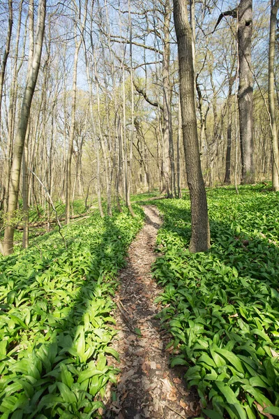 forest path,nature for recreation and hiking