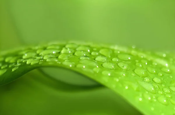 Grünes Blatt Mit Wassertropfen — Stockfoto