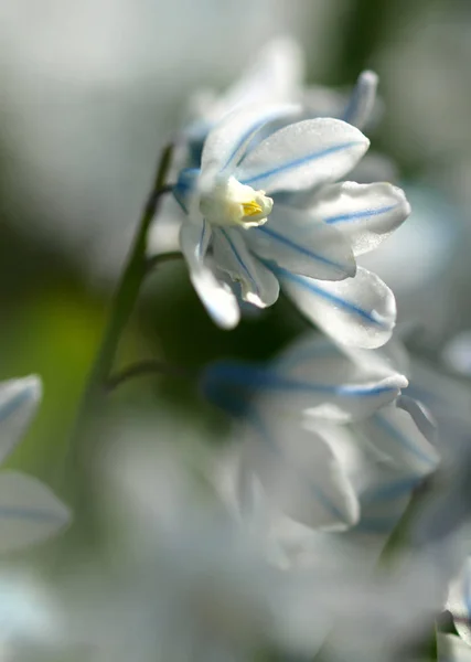 Zbliżenie Kwitnącego Kwiatu Gruszki — Zdjęcie stockowe