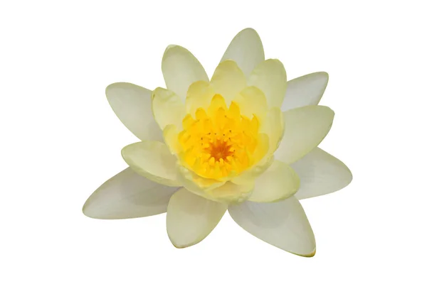 Lys Fleur Lotus Flore Étang — Photo