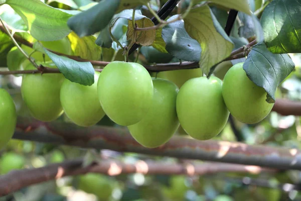 Grüne Oliven Auf Dem Baum — Stockfoto