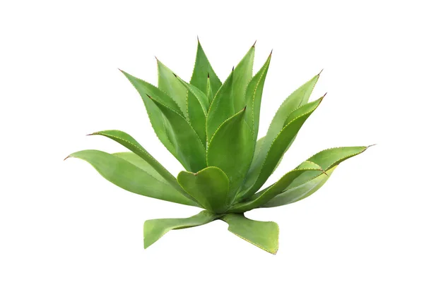 Tropische Grüne Pflanze Saftige Kakteen — Stockfoto