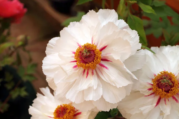 Pion Blommor Kronblad Flora — Stockfoto