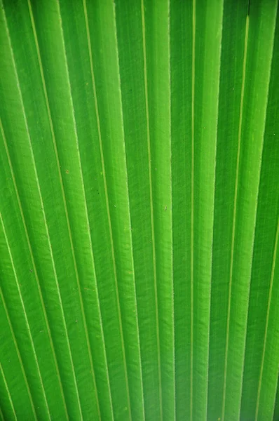 Grünes Palmblatt Florale Tapete — Stockfoto