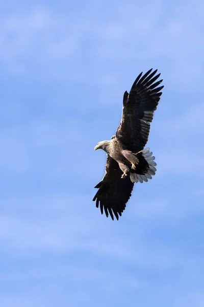 Vacker Utsikt Över Vacker Fågel Naturen — Stockfoto