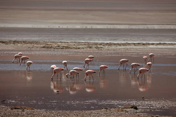 Flamingos Água — Fotografia de Stock