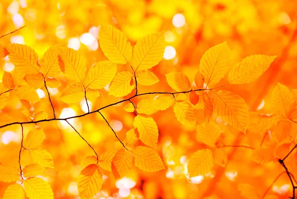 Hojas Otoño Fondo Día Soleado — Foto de Stock