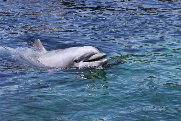 Dolphin Aquatic Fish Marine Animal — Stock Photo, Image