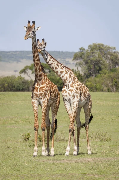 Mundo Animal Jirafas Silvestres Flora Fauna — Foto de Stock