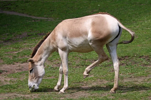 Hästar Utomhus Dagen — Stockfoto