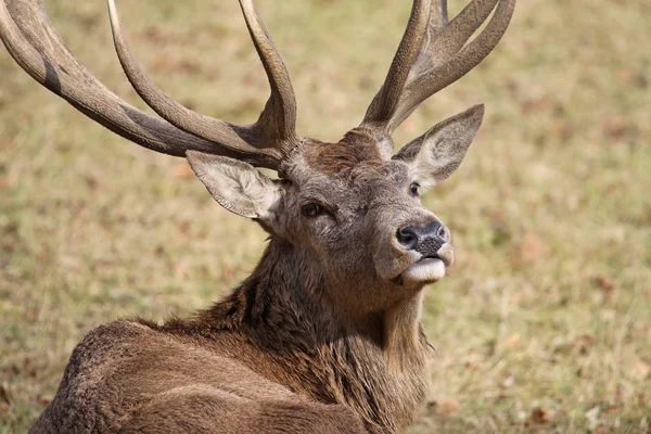 Rood Hert Het Veld — Stockfoto