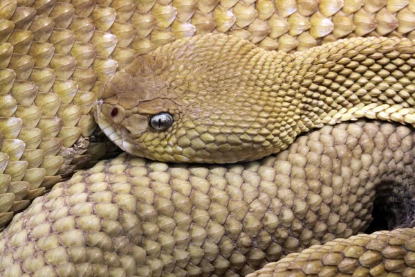 Cascavel Cobra Venenosa Animal — Fotografia de Stock