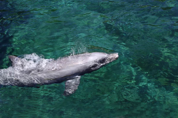 Дельфін Водна Риба Морська Тварина — стокове фото