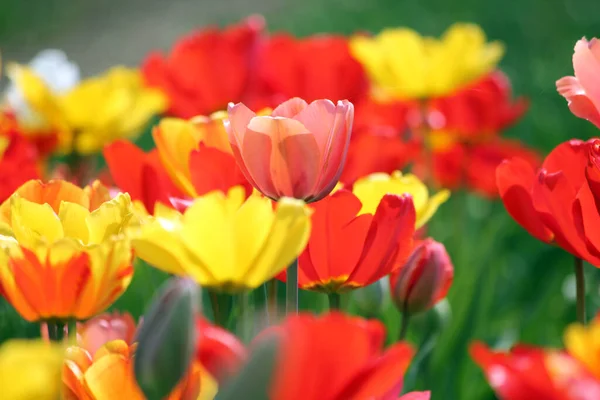 Primavera Belas Flores Tulipas Primavera Flora — Fotografia de Stock