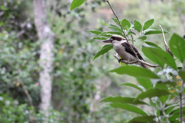 Australský Kookaburra Rod Dacelo Stromě — Stock fotografie