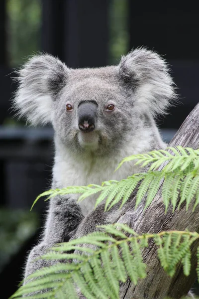 Koala Urso Phascolarctos Cinereus Olhando Austrália — Fotografia de Stock