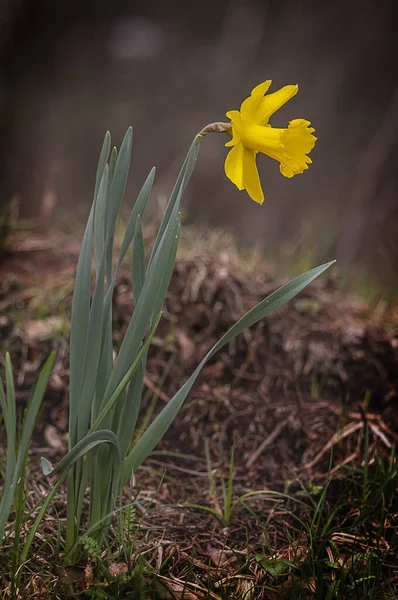 Narcissen Lente Bloemblaadjes Flora — Stockfoto