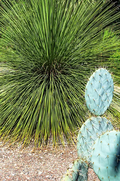 Cacti Grama Parque Exótico — Fotografia de Stock