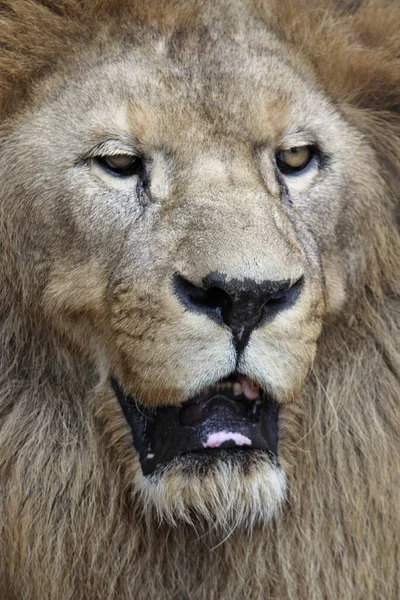 Predador Animal Predador Felino Leão — Fotografia de Stock