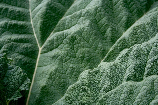 Foglio Della Gunnera — Foto Stock