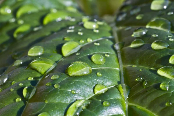 绿草叶 有雨滴 — 图库照片