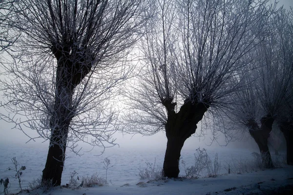 Güneşli Dondurucu Sabahta Kış Manzarası — Stok fotoğraf