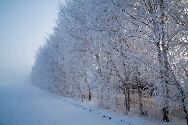 Paisagem Inverno Manhã Gelada Ensolarada — Fotografia de Stock
