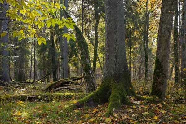 Musgo Velho Envolveu Árvore Abeto Primeiro Plano Posto Autumnal Floresta — Fotografia de Stock