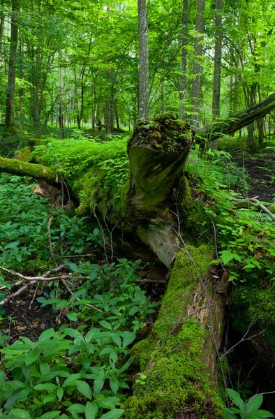 Bialowieza Forest Våren Med Död Trasig Förgrunden — Stockfoto