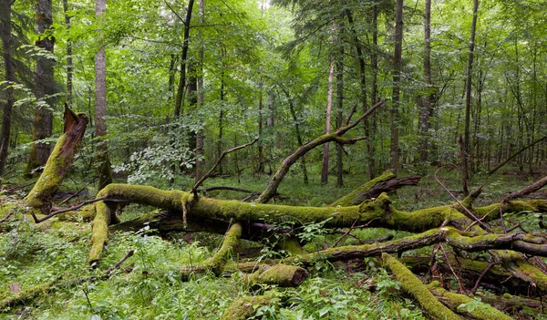 Baharda Bialowieza Ormanı Nın Döküntü Duruşu Planda Kısmen Bozuk Boynuz — Stok fotoğraf