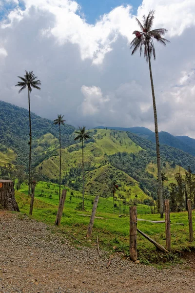 Cocora Valley Quindio Colombia — стоковое фото