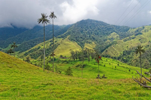 Cocora Valley Quindio Colombia — стоковое фото