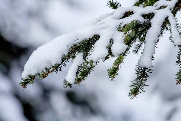 Branche Arbres Sempervirents Enneigés Sur Snow Mountain Col Snoqualme Washington — Photo