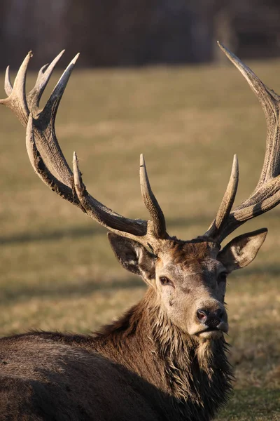 Cerf Rouge Sauvage Faune Naturelle Faune Des Cerfs — Photo