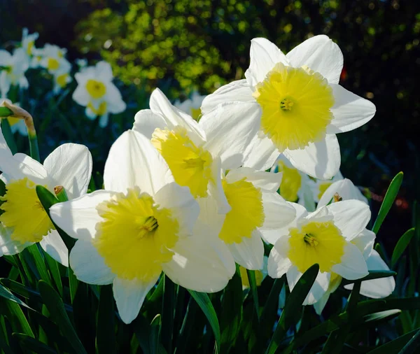 Daffodils Retroiluminado Pelo Sol Noite — Fotografia de Stock