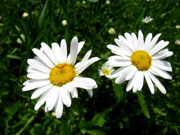 Kamomill Arkiverade Blommor Sommar Flora — Stockfoto