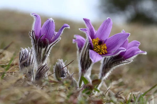 Mooi Botanisch Schot Natuurlijk Behang — Stockfoto