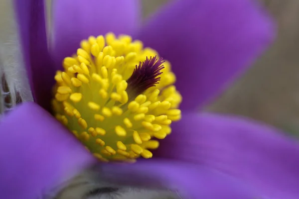 Bellissimi Fiori Sfondo Concetto Floreale — Foto Stock