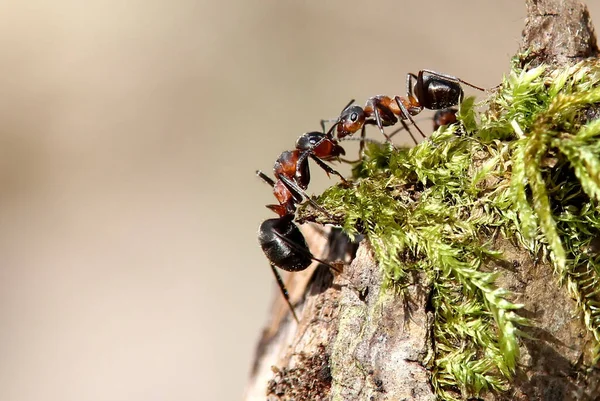 Mrówki Drzewne Formica — Zdjęcie stockowe