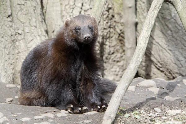 Bruine Wolverine Roofdier Zoogdier — Stockfoto