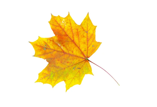 Autumn Maple Leaf Isolated White Background — Stock Photo, Image