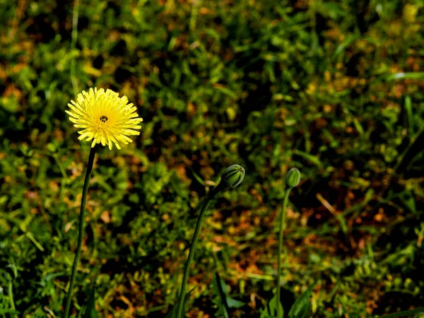 Çiçek Açmış Papatya — Stok fotoğraf