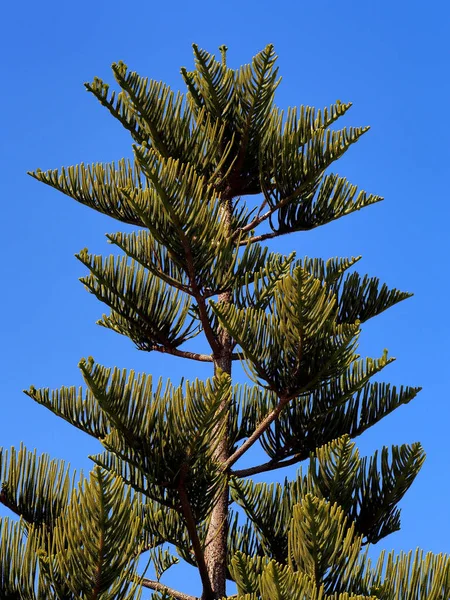 Wierzchołek Starszego Drzewa Araucaria — Zdjęcie stockowe