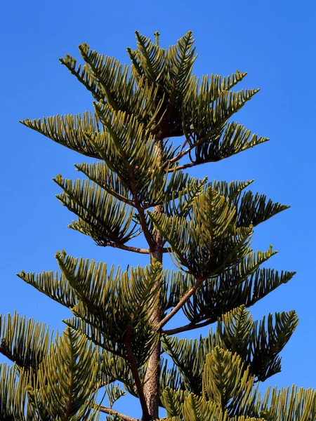 Egy Idős Araucaria Tetején — Stock Fotó