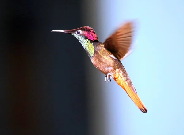 Scenic View Beautiful Hummingbird Bird — Stock Photo, Image