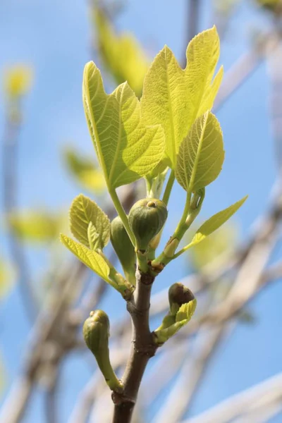 fig fruits, tree green leaves, fruit tree